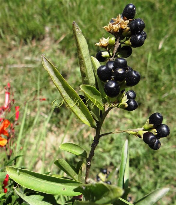  Fruits (Berries)